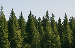 Carbon Markets
